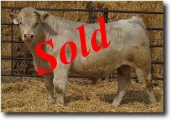Charolais Bull L1785