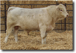 Charolais Bull L1787
