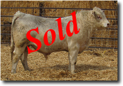 Charolais Bull L1873