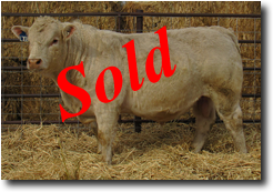 Charolais  Bull L703