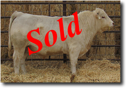 Charolais  Bull L710