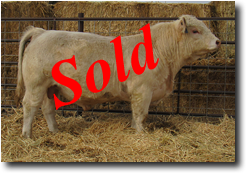 Charolais Bull L711