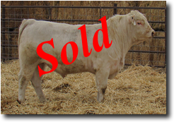 Charolais Bull L713