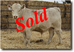 Charolais Bull L714