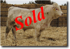 Charolais Bull L715