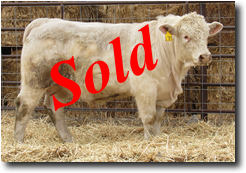 Charolais Bull L717