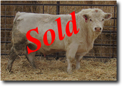 Charolais Bull L718