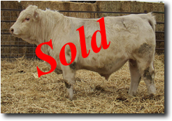 Charolais Bull L719