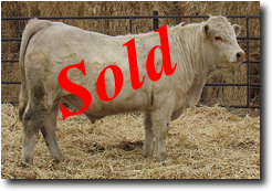 Charolais Bull L720