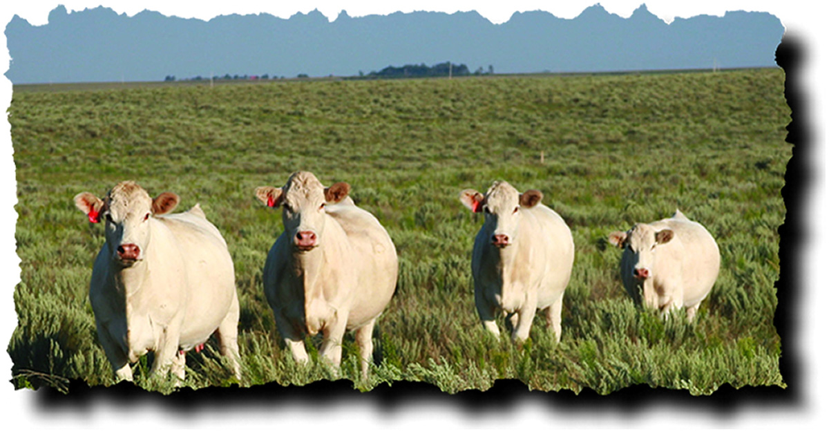 Performance and carcass cattle genetics
