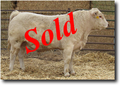 Charolais Bull M006