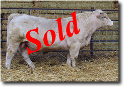 Charolais Bull M013