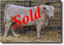 Charolais Bull M015