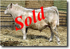 Charolais Bull M018